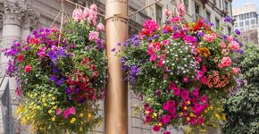 Hanging baskets fleuren Rotterdamse wijken op