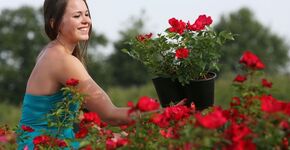 Nieuwe winterharde struikroos Rosa ‘Sexy Lady’