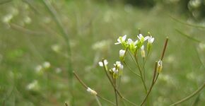 Mechanisme ontdekt dat natuurlijke afweer van planten versterkt