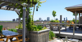 Rotterdam moet groene oase worden