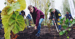 16 nieuwe Tiny Forests in Zuid-Holland