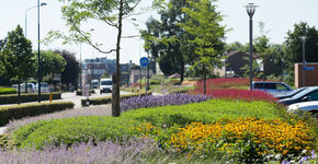 Duurzame vaste planten voor het openbaar groen