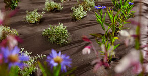 RootBarrier® BioCovers®
