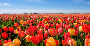 Stationsgebied Delft fleurig geheel