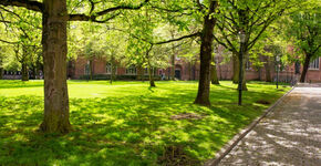 Groningen wil groenere straten