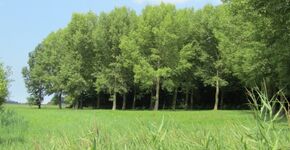 Openbaar gedenkbos in Terneuzen