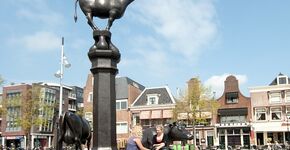 Van beestenmarkt naar functioneel plein