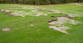 Tipulex bestrijdt Emelten en Engerlingen in gras