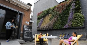 Verticale tuin Rotterdam in bloei