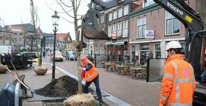 Maassluis plant 33 bomen in binnenstad