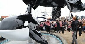 Na 23 jaar weer orka op Urk