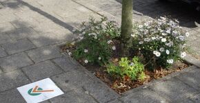 Zwolle wil meer boomtuintjes