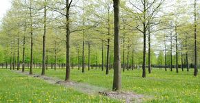 Groenkeur-beoordelingsrichtlijn Duurzame boomkwekerijproducten bijna klaar