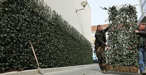 Arnhemse wijk kiest voor groen