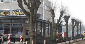 Knotlinden terug op Noorderplein Emmen