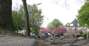 Boomjuriste over veroordeling Stichtse Vecht