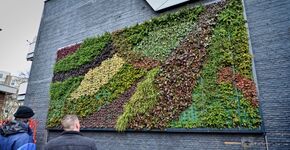 Eerste geveltuin van Feijenoord