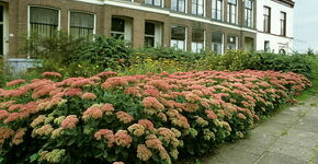 Plantsoenen Deventer vormen bijenlint