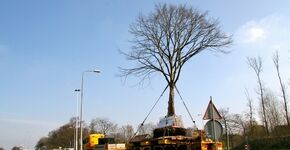 Bomen uit Stadshart naar nieuwbouwwijk
