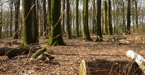 Eerste natuurbegraafplaats in Noord-Holland