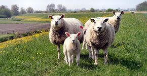 Schapen in openbaar groen Gemert