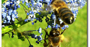 Rekening houden met bijen in openbare ruimte