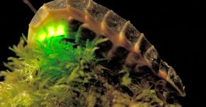 Straatverlichting uit voor de glimworm