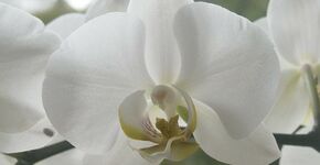 Bijna 9.000 orchideeen in Schagen