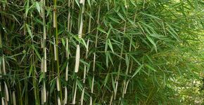 Geluidschermen van levend bamboe